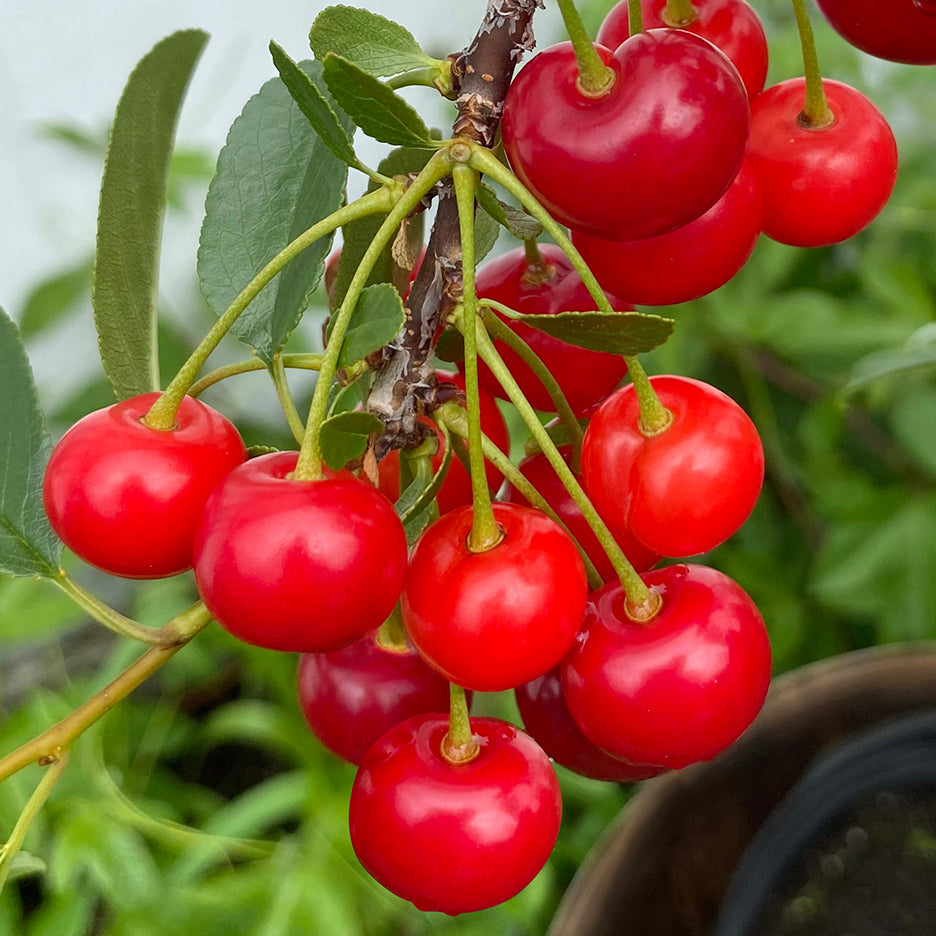Bush Cherry Plant Carmine Jewel™ (Prunus fruticosa x cerasus)