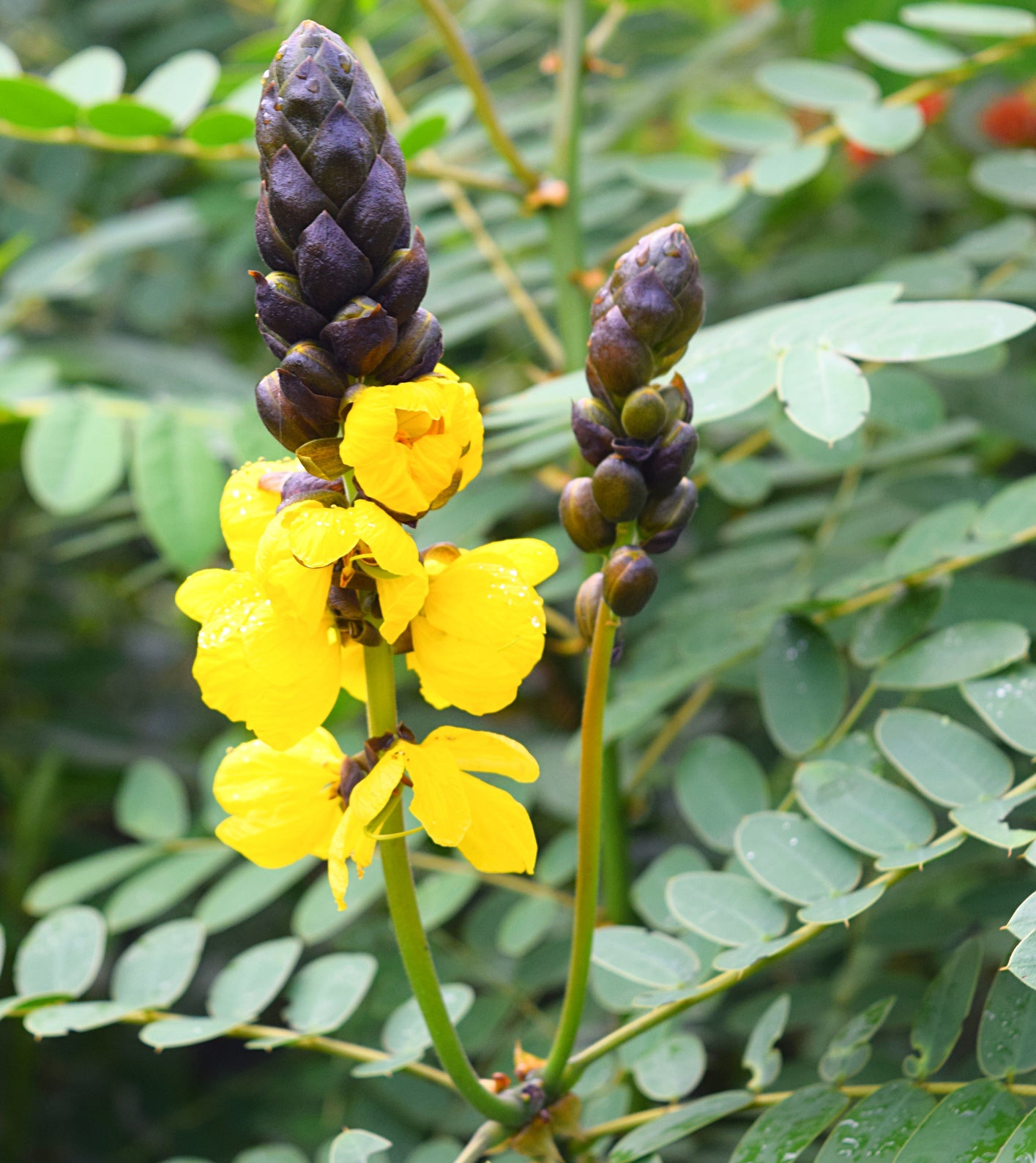 Popcorn Cassia (Cassia didymobotrya)