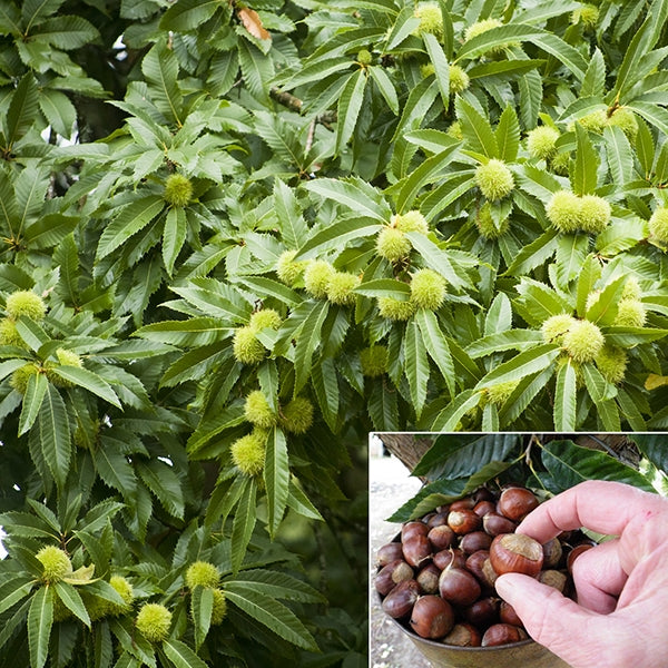 Chestnut ‘Layeroka’ (Castanea mollissima x dentatum)