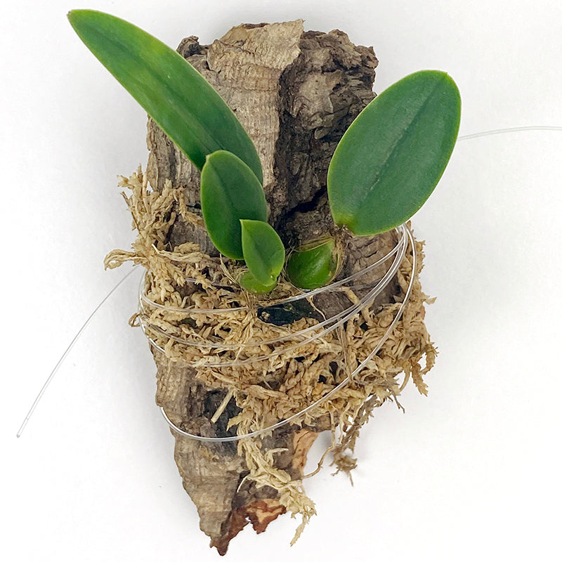 Cattleya Orchid Bright Spark