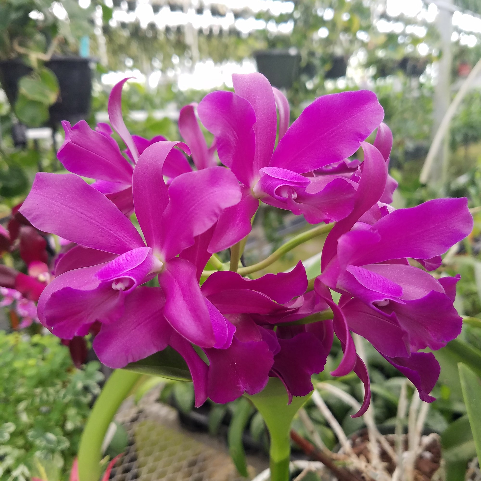 Cattleya Orchid Bactia ‘Grape Wax’ (Cattleya hybrid)