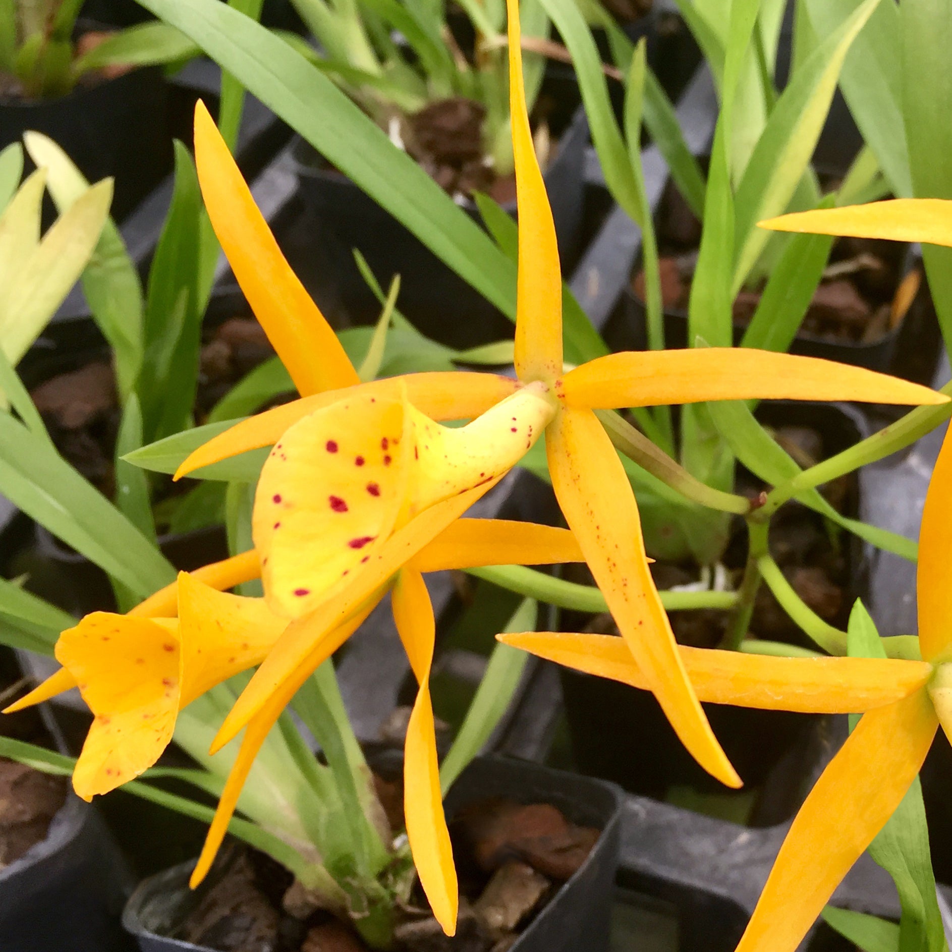 Bc. Yellow Bird (Brassavola x Cattleya hybrid)