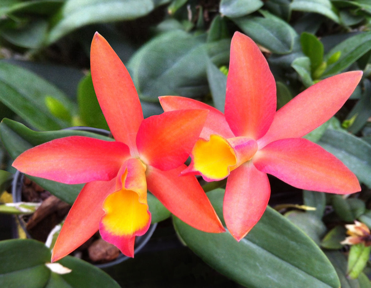 Cattleya Orchid Caribbean ‘Orange Bowl’ (Cattleya hybrid)