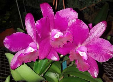 Cattleya Orchid Bactia ‘Grape Wax’ (Cattleya hybrid)
