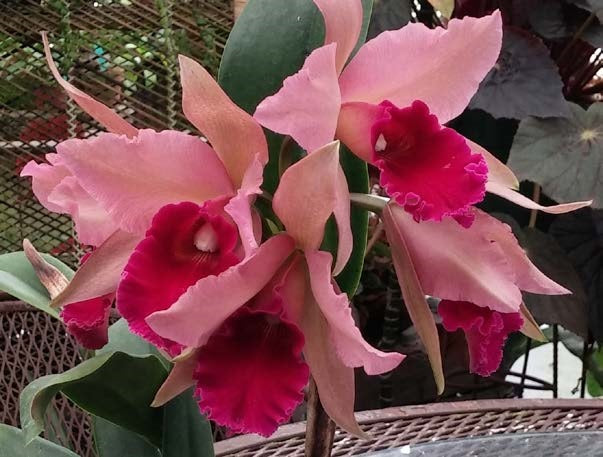Cattleya Orchid Hagan’s Ace ‘Mandarin Orange’
