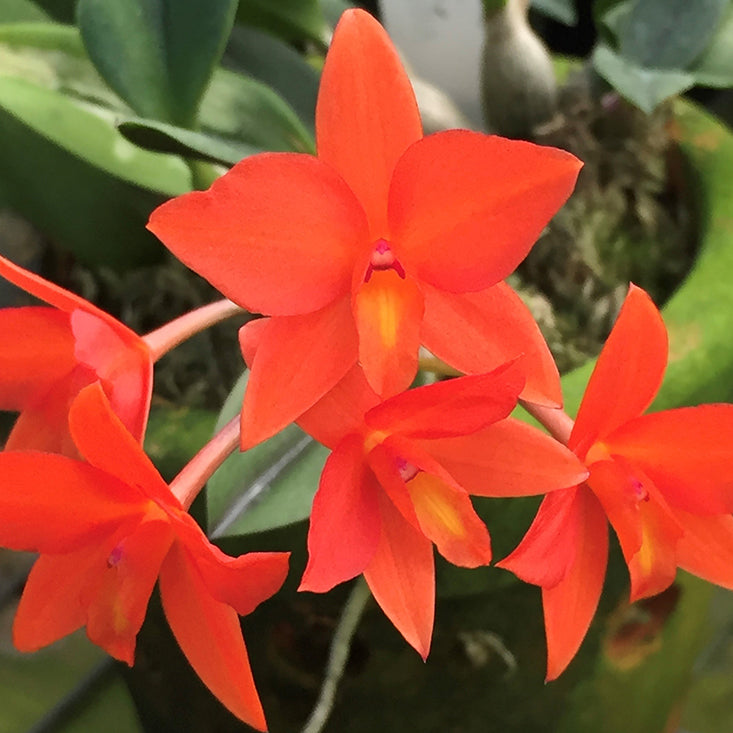 Cattleya Orchid Bright Spark