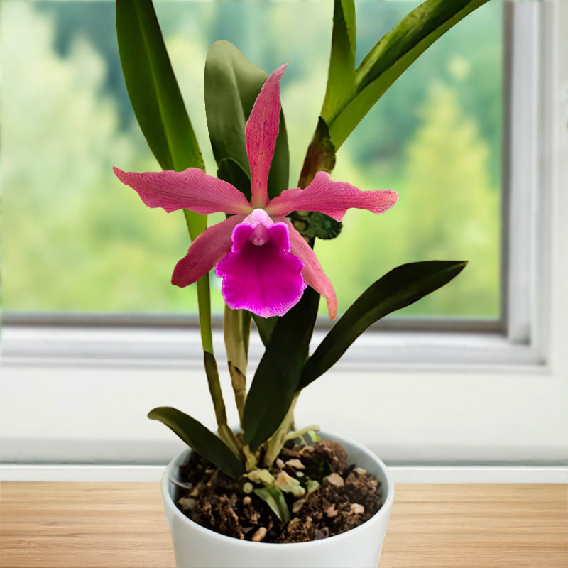 Cattleya Orchid Cruella For Sale – Logee's Plants