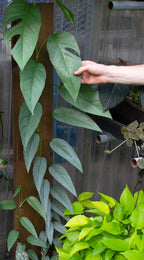 cebu blue pothos for sale philippines Epipremnum Pinnatum Cebu Blue, 6" Plant, The Plant Farm
