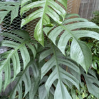 philodendron cebu Epipremnum Pinnatum Cebu Blue, 6" Plant, The Plant Farm