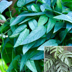 pothos cebu blue mature Epipremnum Pinnatum Cebu Blue, 6" Plant, The Plant Farm