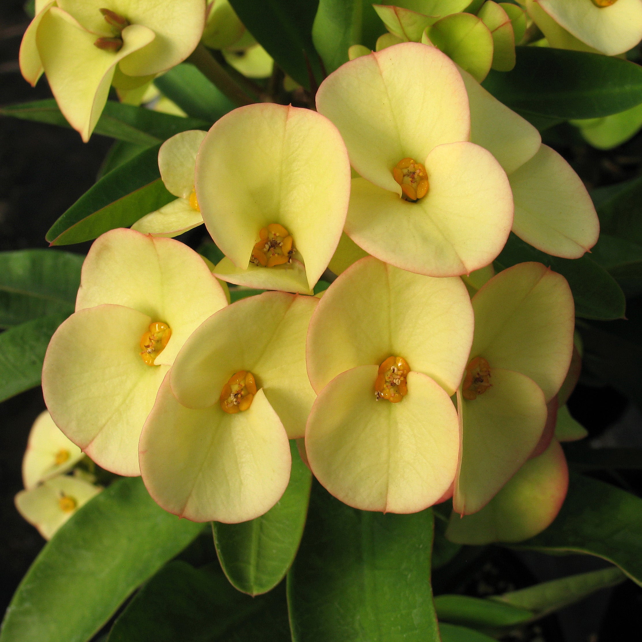 Crown of Thorns ‘Century’ (Euphorbia milii hybrid)