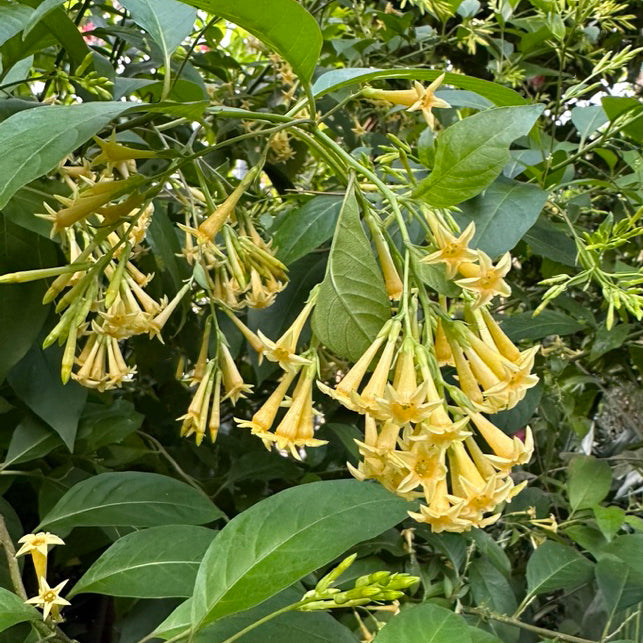 Cestrum 'Moonglow' (Cestrum hybrid)