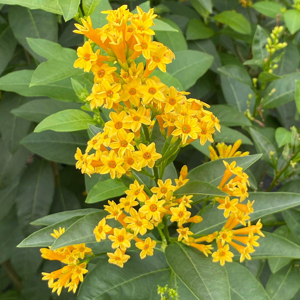 Cestrum ‘Orange Zest’ (Cestrum aurantiacum)
