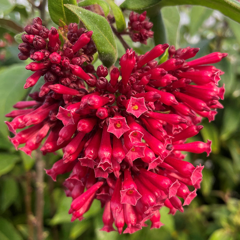 Cestrum ‘Ruby Clusters’ (Cestrum newellii)
