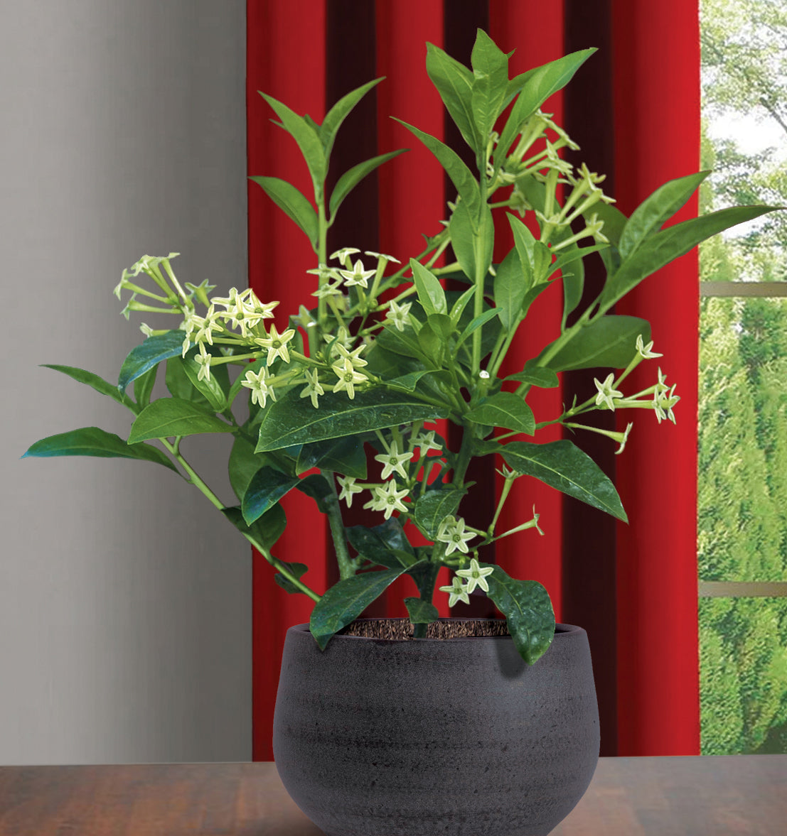 jasmine house plant Night Blooming Jasmine For Sale – Logee's Plants
