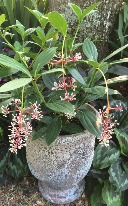 Chandelier Medinilla (Medinilla pendula)