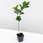 Changshou Kumquat Tree 4" pot