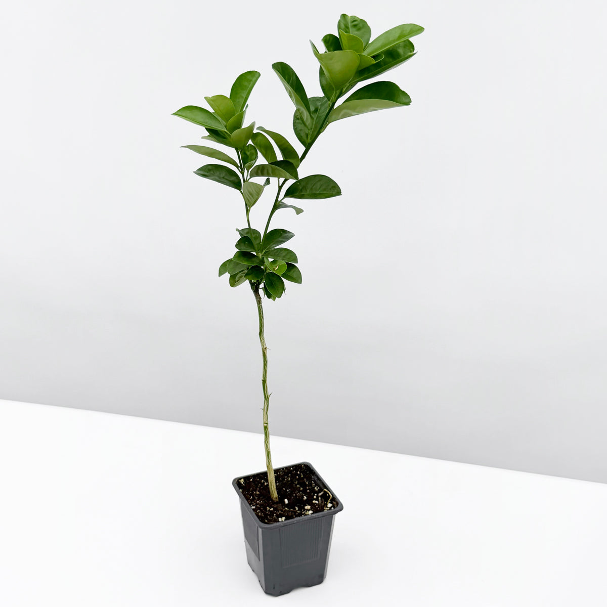 Changshou Kumquat Tree 4" pot