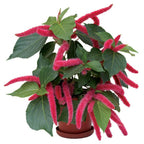 Chenille Plant (Acalypha hispida)