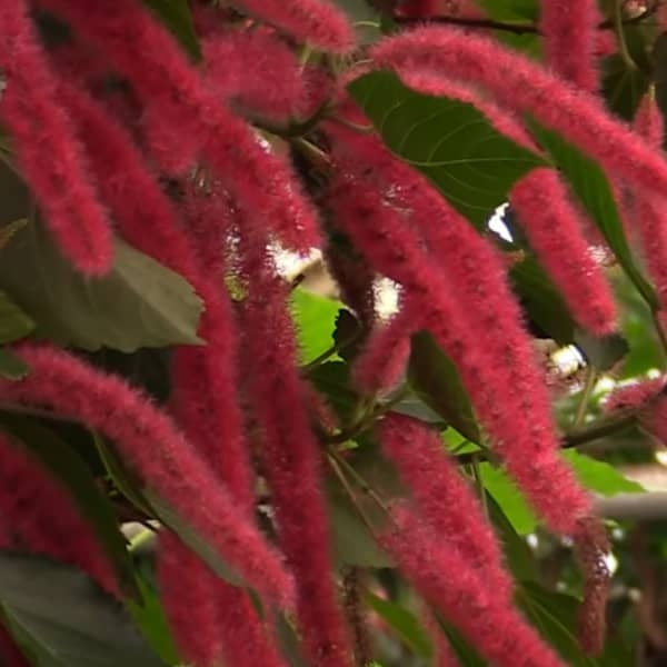 Chenille Plant (Acalypha hispida)