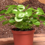 chinese money plants near me Chinese Money Plant For Sale – Logee's Plants
