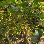 Chinese Perfume Plant (Aglaia odorata)