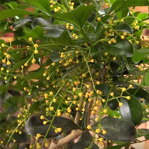 Chinese Perfume Plant (Aglaia odorata)