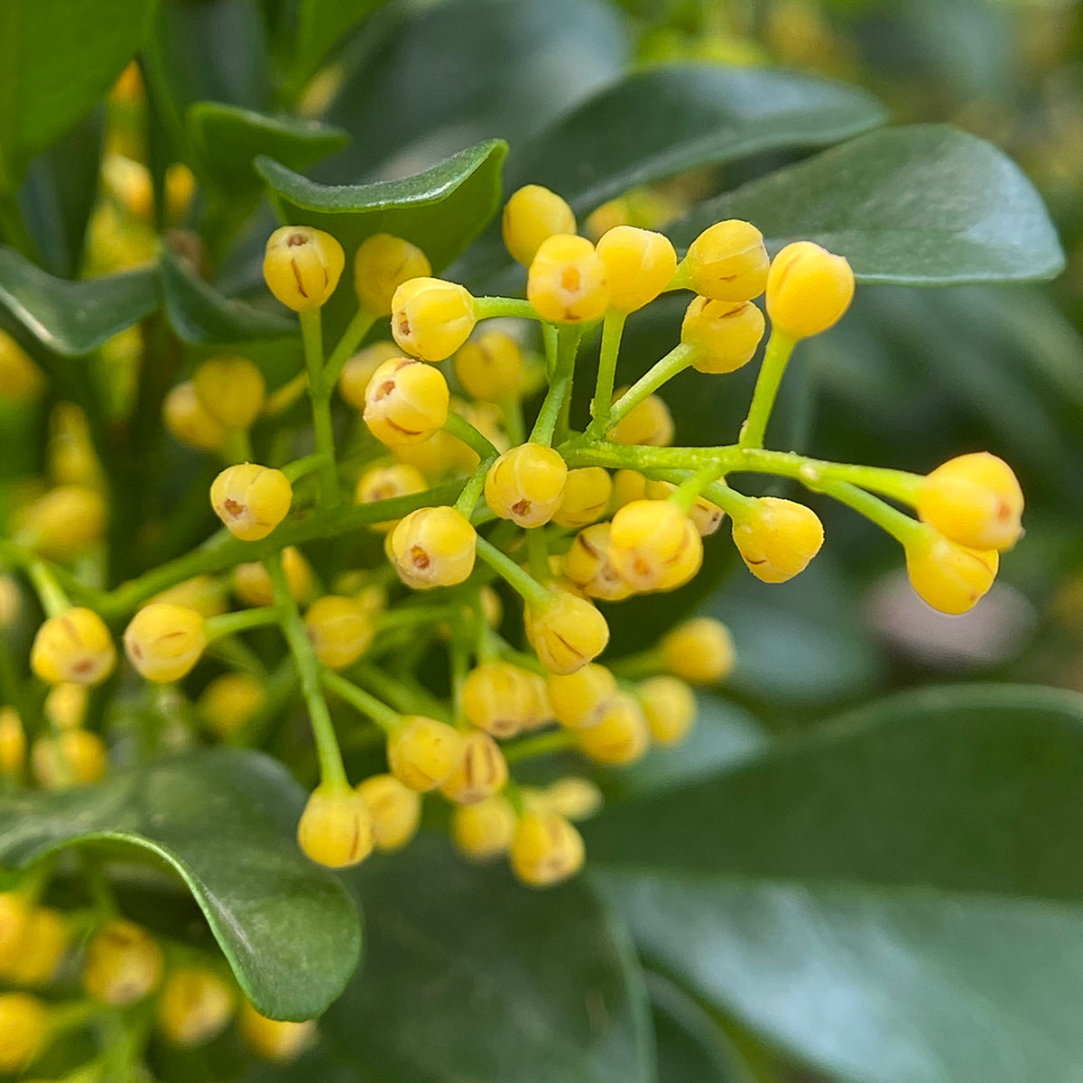 Chinese Perfume Plant (Aglaia odorata)