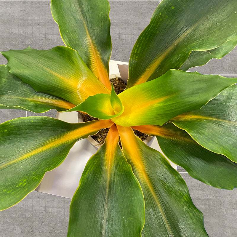 Orange Glow Spider Plant