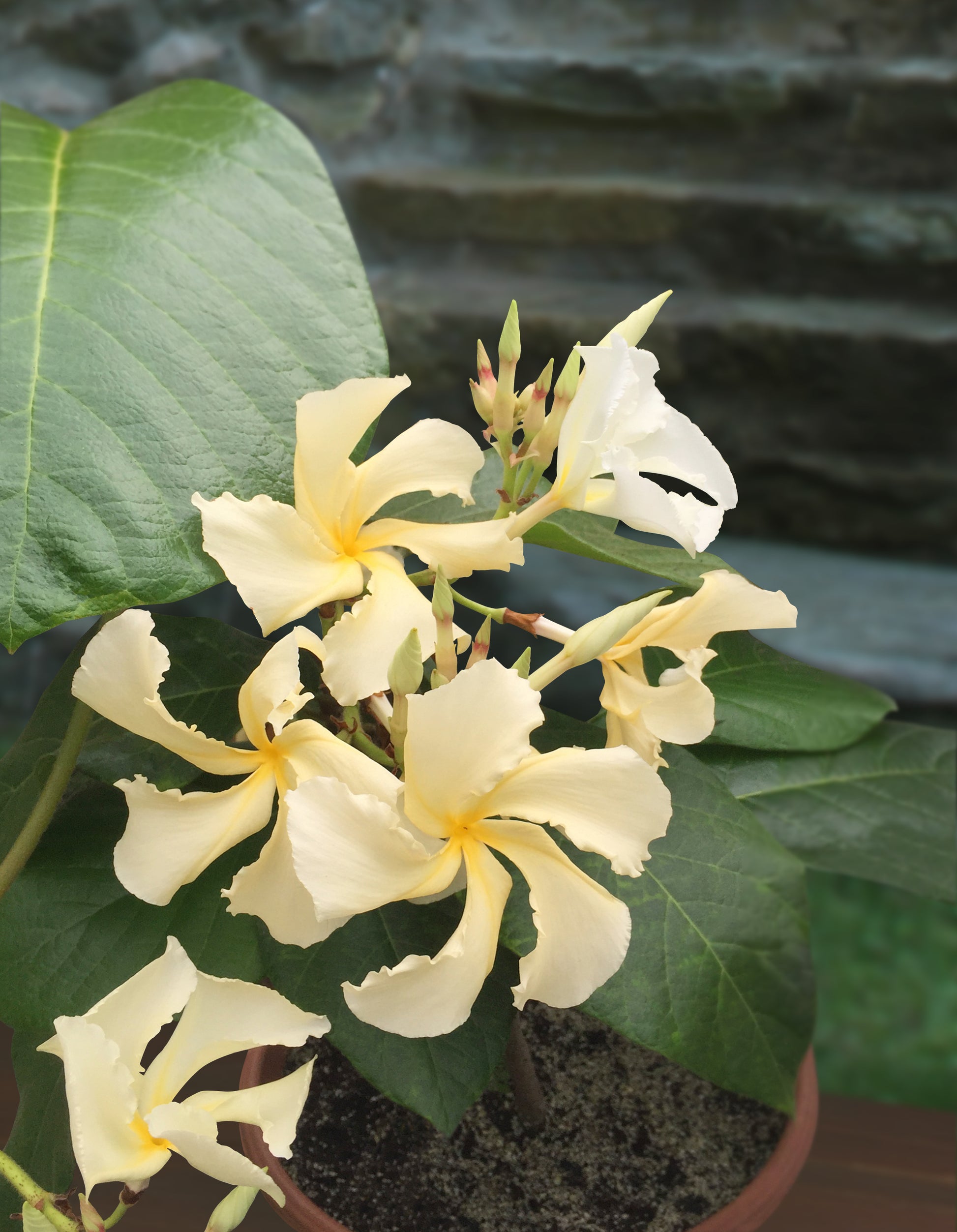 Climbing Frangipani (Chonemorpha penangensis)