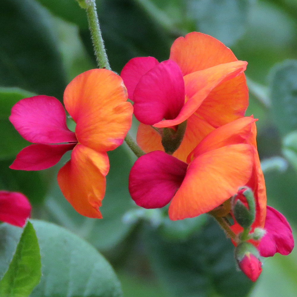 Heart Leaf Flame Pea (Chorizema cordata)