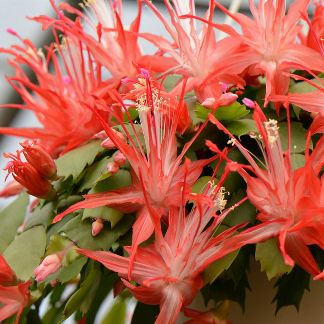 Christmas Cactus ‘Chiba Spot’