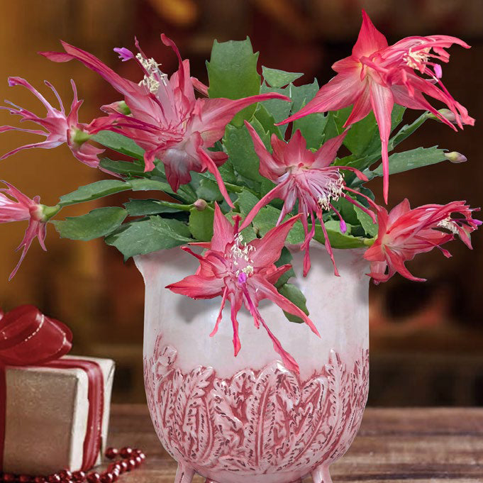 Holiday Cactus ‘Chiba Spot’ (Schlumbergera truncata hybrid)