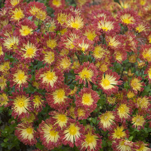 Chrysanthemum ‘Matchsticks’