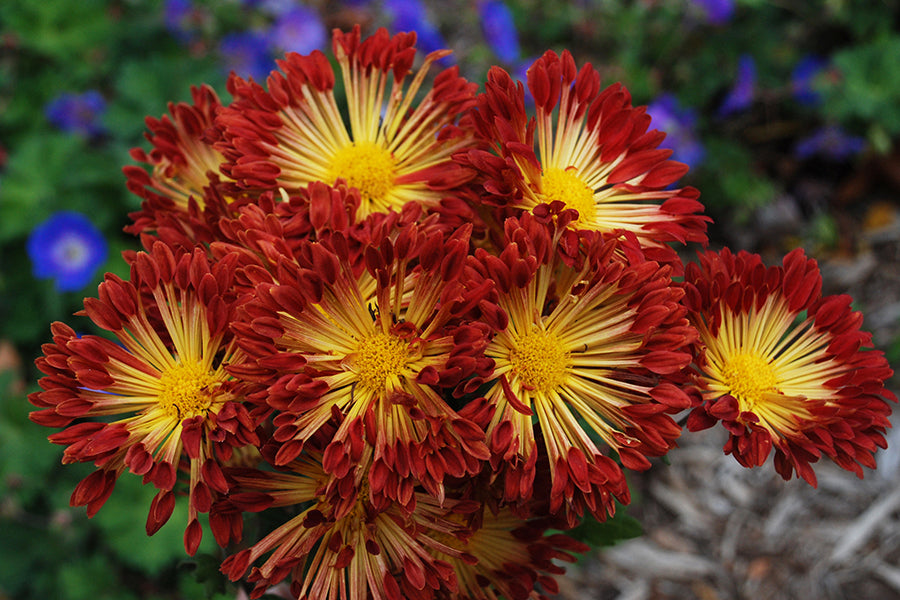 Chrysanthemum ‘Matchsticks’ (Chrysanthemum hybrid)