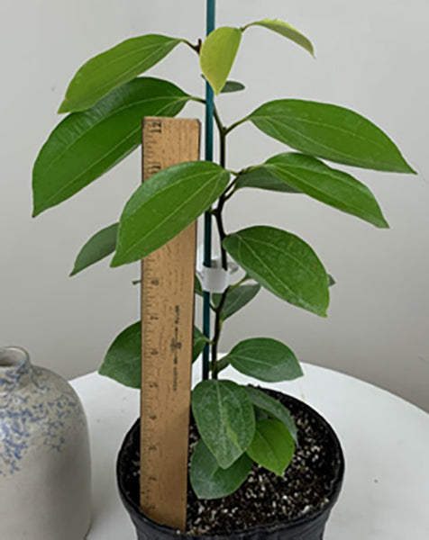 Cinnamon Spice Plant (Cinnamomum zeylanicum)