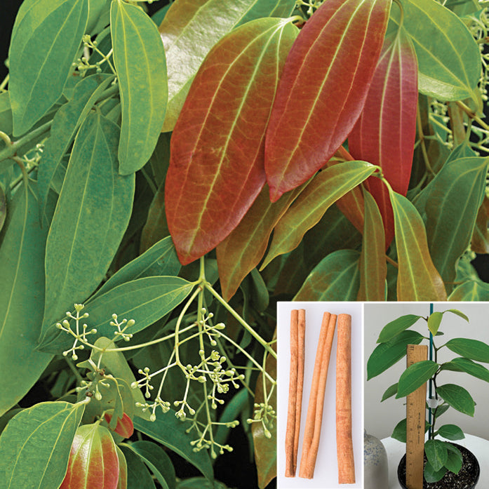cinnamon for indoor plants Cinnamon Spice Plant For Sale – Logee's Plants