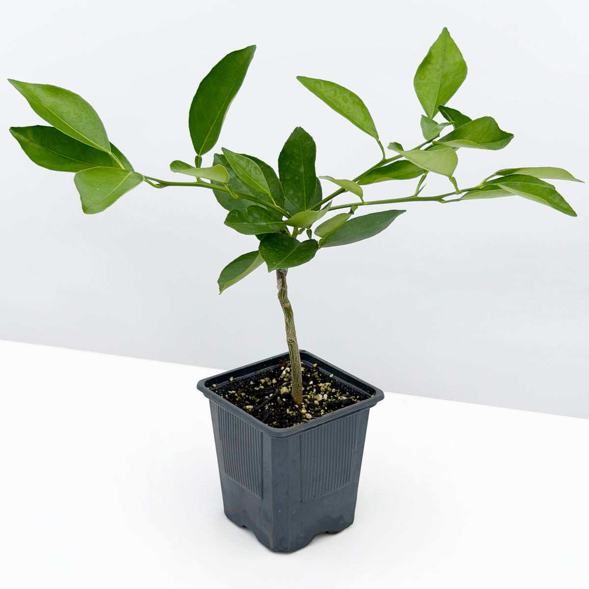 Sweet Orange Tree ‘Cipo’ 4" pot