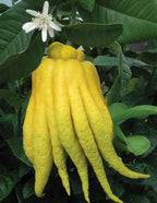 Buddha’s Hand Citron Tree (Citrus medica hybrid)