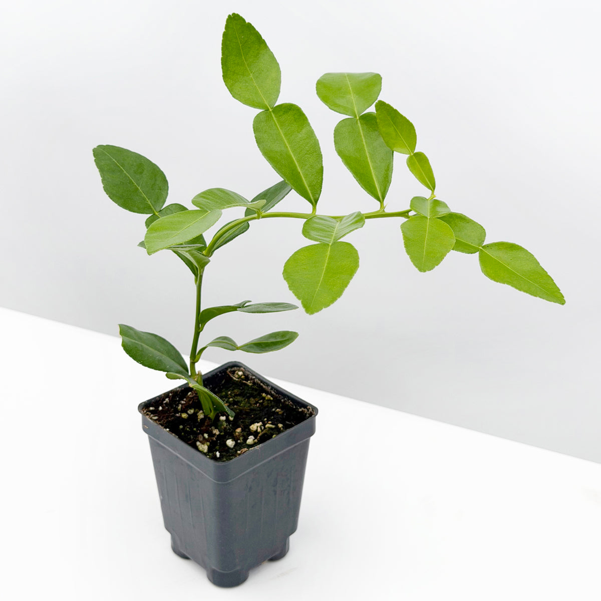 Lime Leaf Tree (Citrus hystrix)