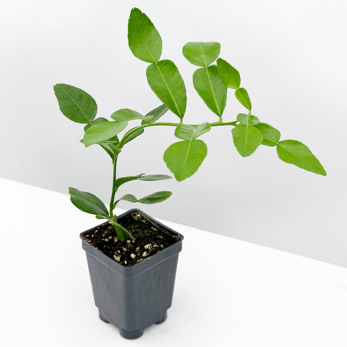 Lime Leaf Tree (Citrus hystrix)