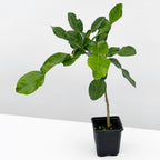 Lime Leaf Tree (Citrus hystrix)