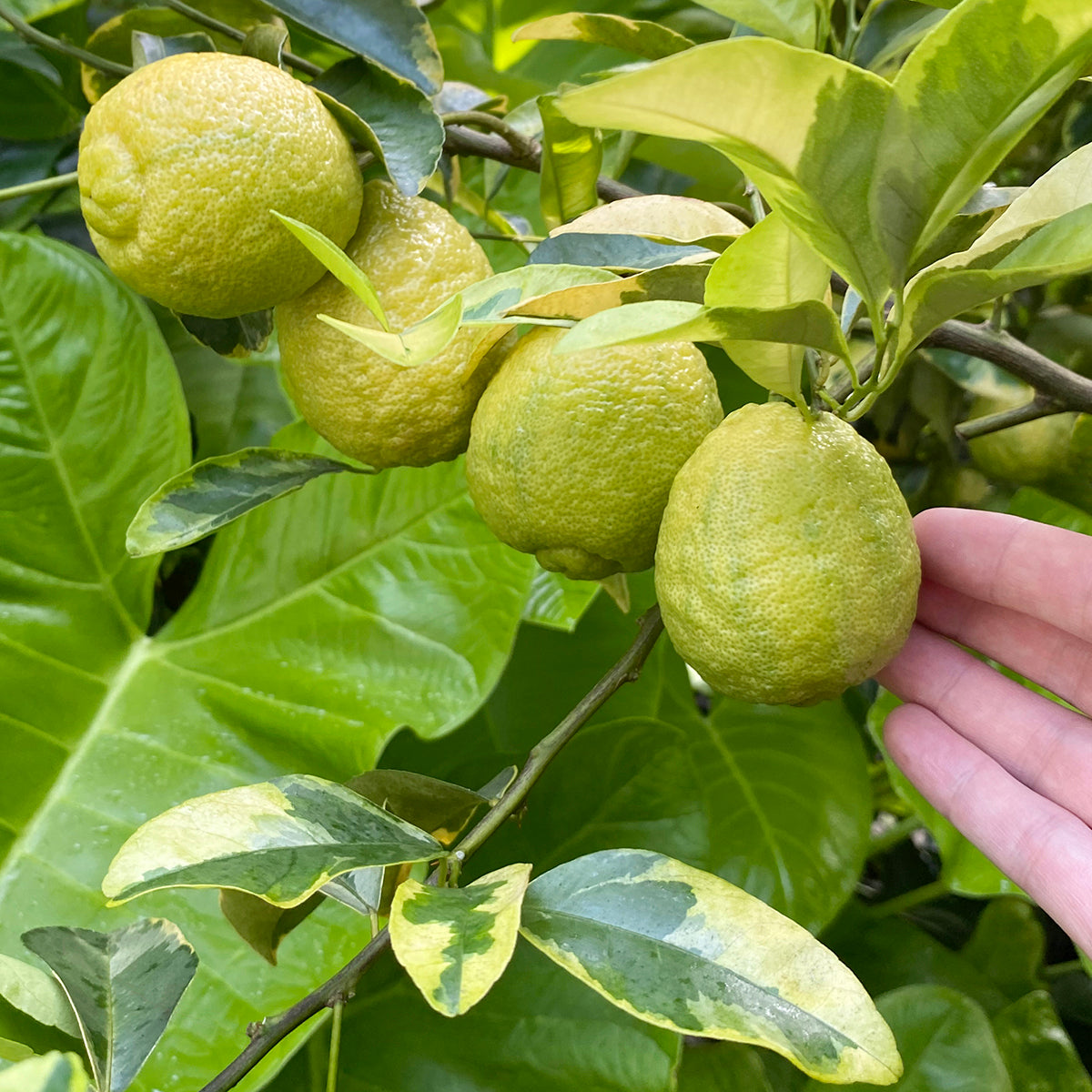 Variegated Rough Lemon Tree (Citrus jambhiri)