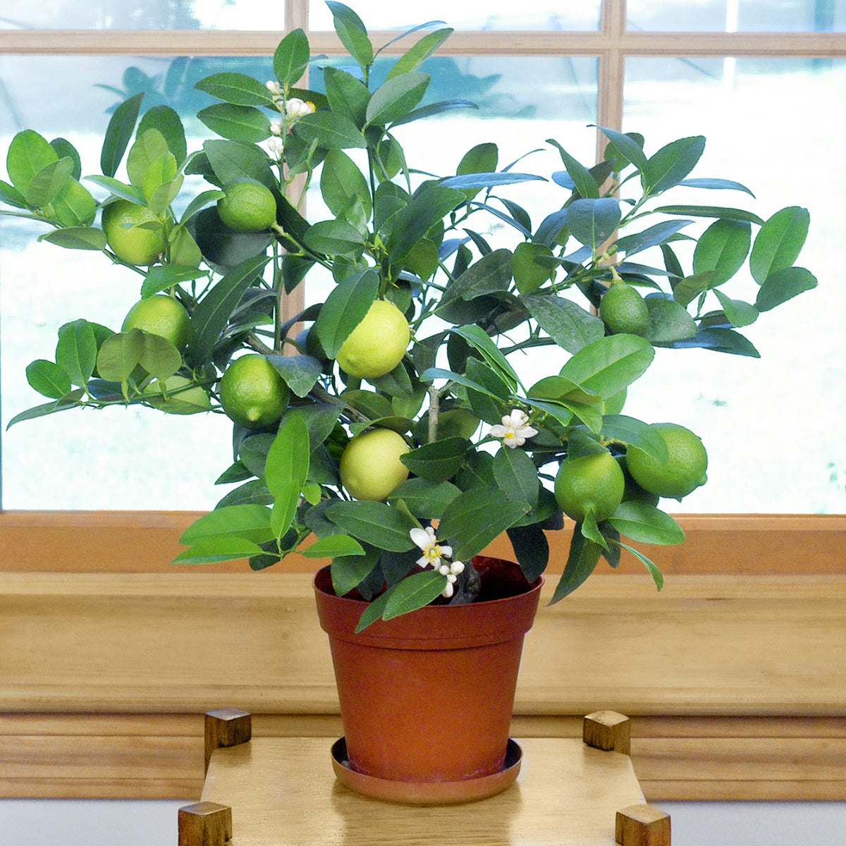Key Lime Tree (Citrus aurantifolia)