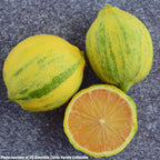 Variegated Pink Eureka Lemon Tree (Citrus x limon)