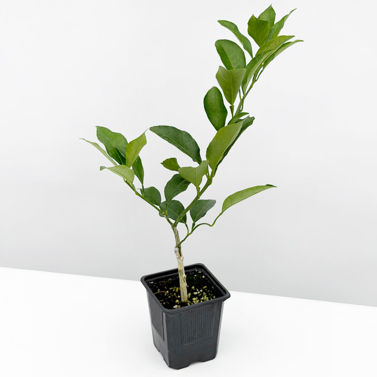 Sweet Lemon Tree 4" pot