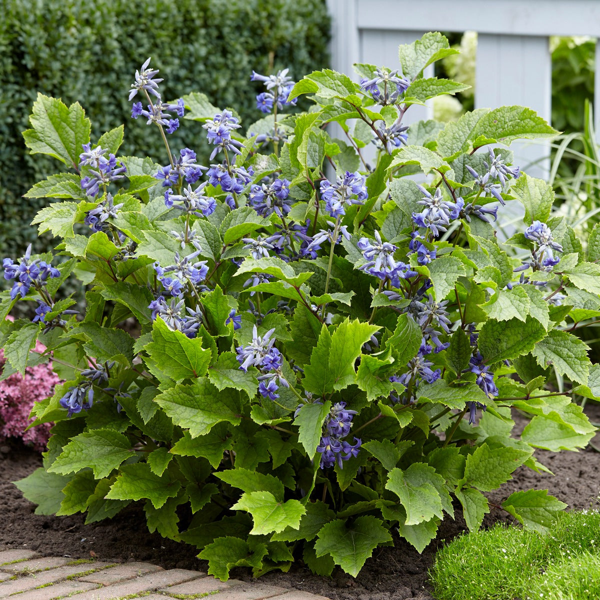Clematis ‘New Love’ PP (Clematis heracleifolia)
