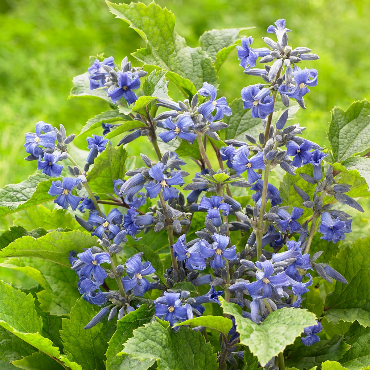 Clematis ‘New Love’ PP (Clematis heracleifolia)