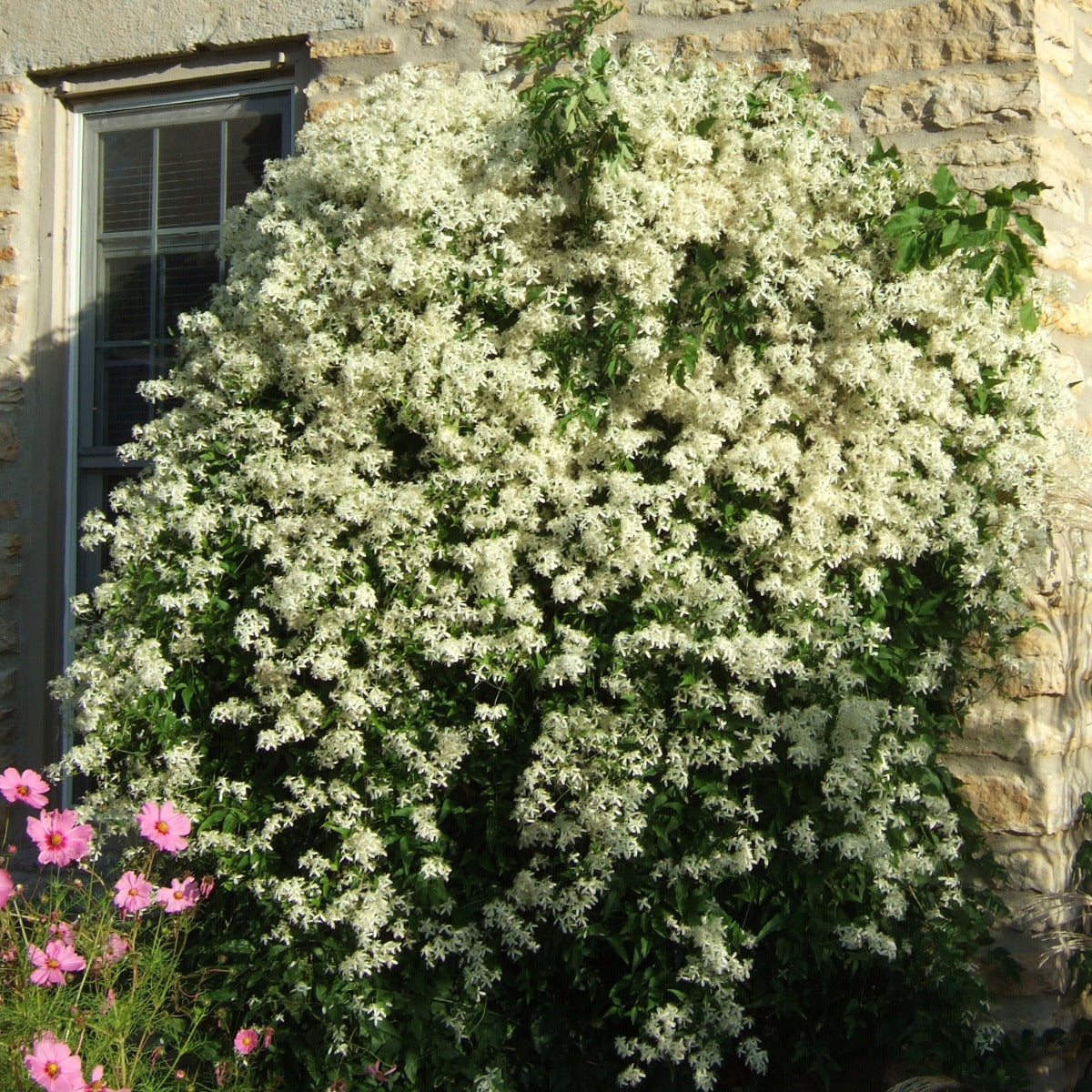 Sweet Autumn Clematis (Clematis paniculata)