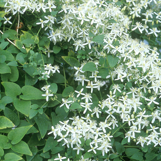 Sweet Autumn Clematis (Clematis paniculata)